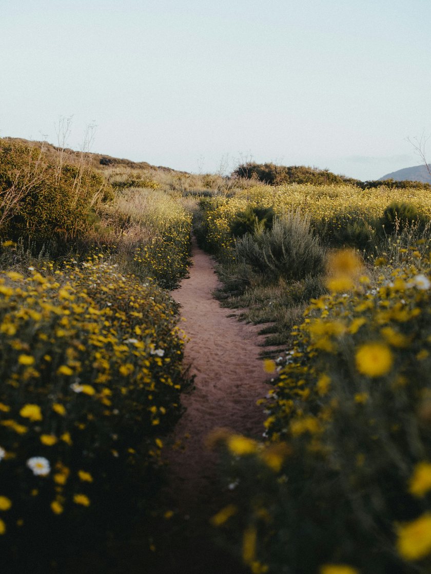 A path through a field of yellow wildflowers
